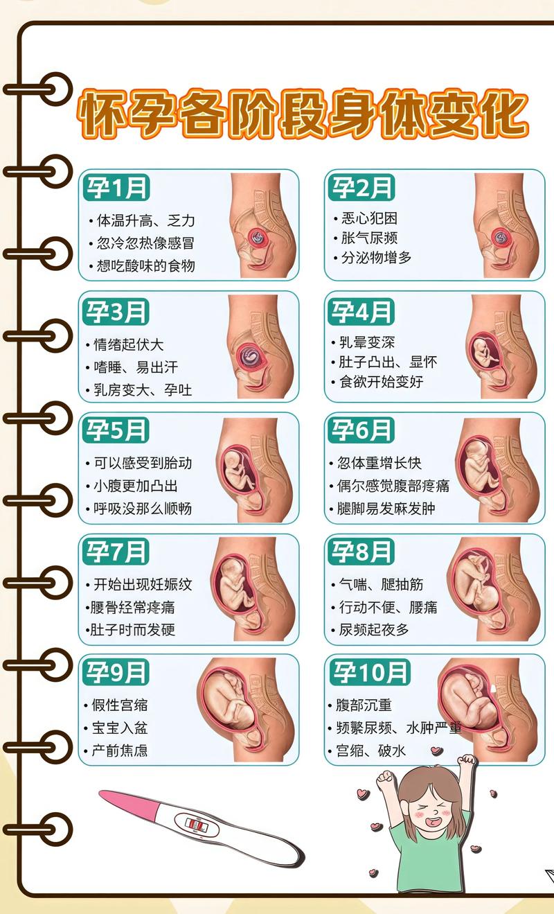 揭秘供卵代孕妈妈怀孕小腹分两节，孕期变化的奥秘盘锦代生机构: